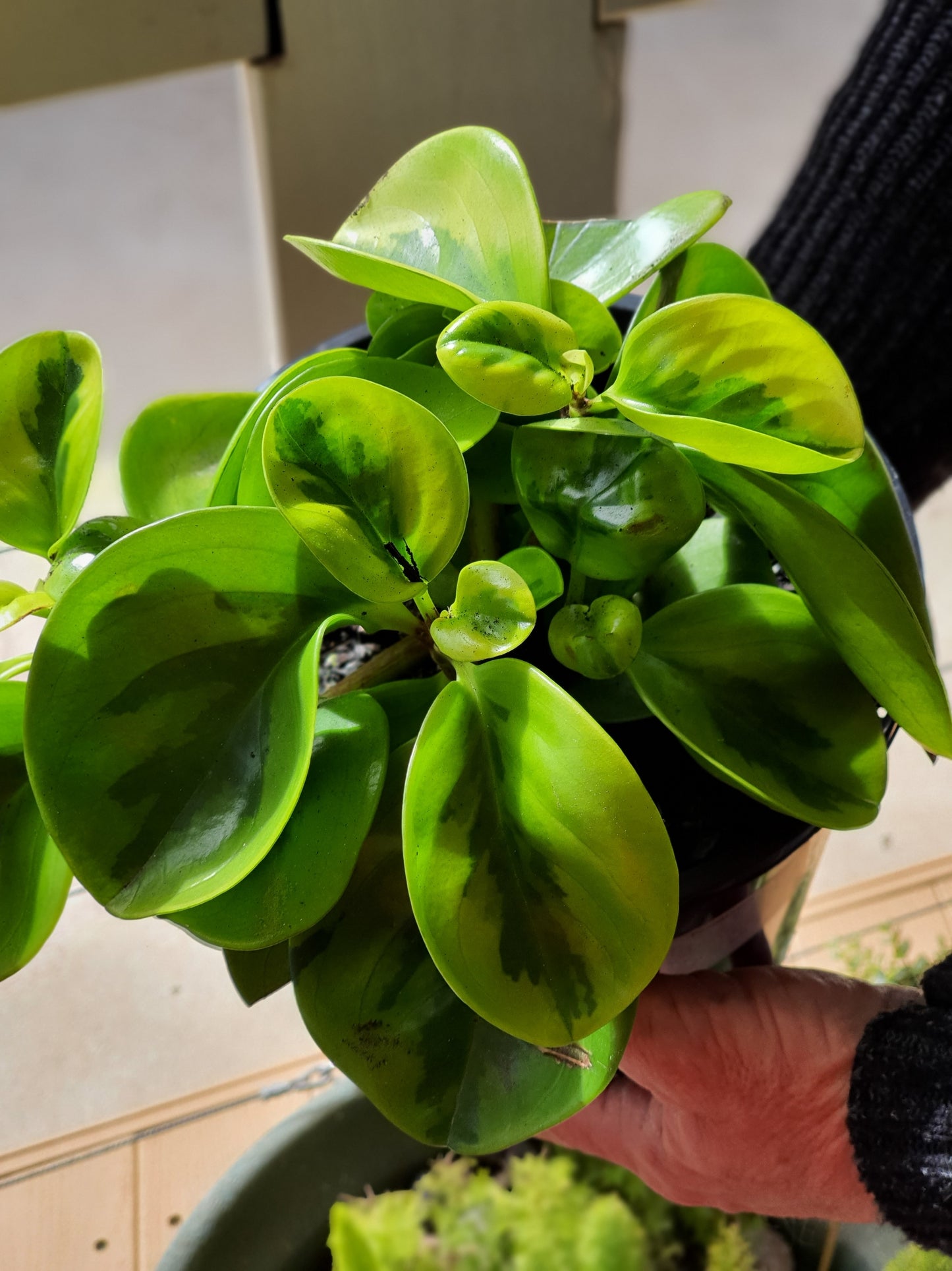 Peperomia Lime- NON TOXIC