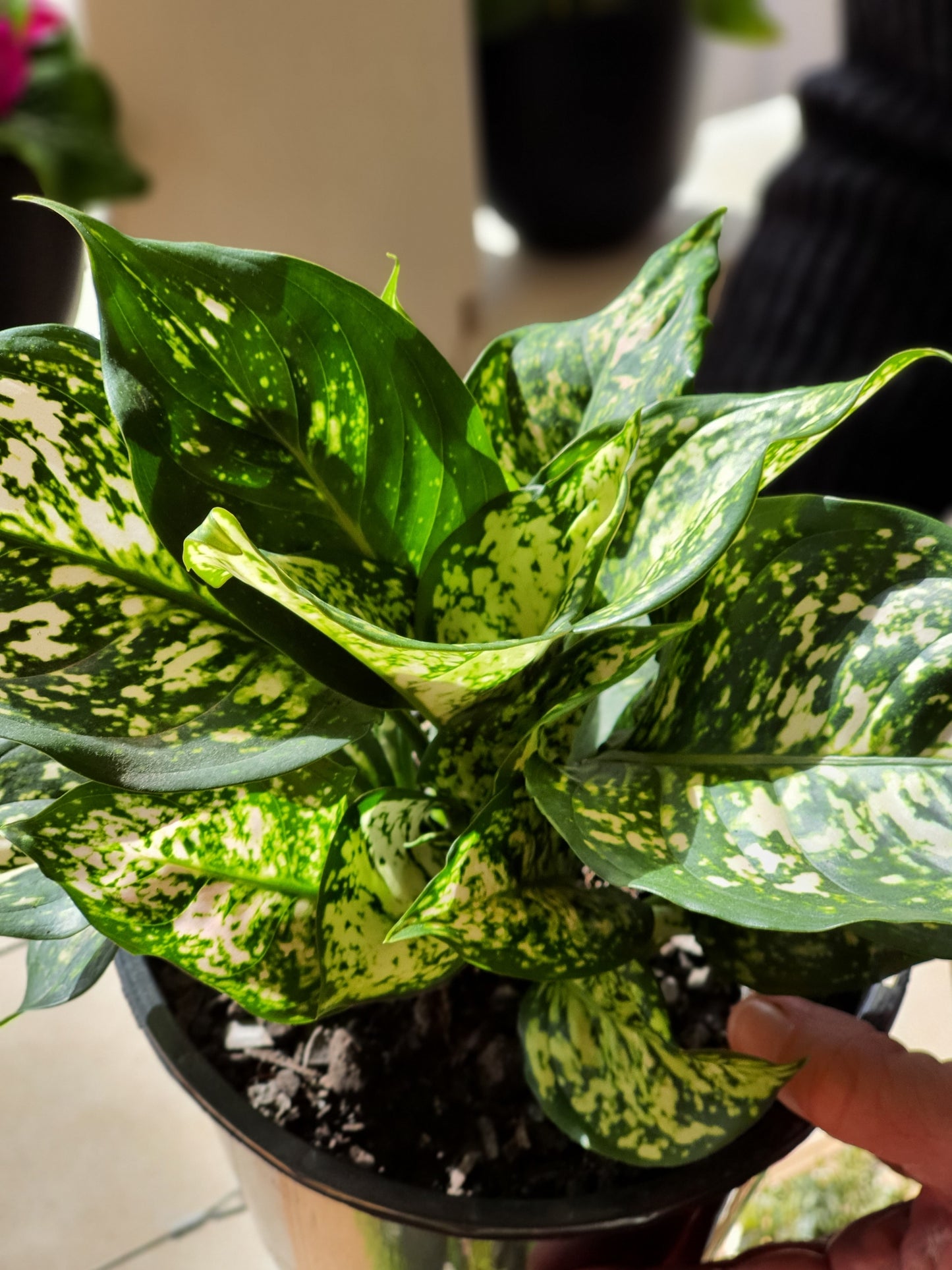 Aglaonema White