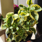 Peperomia Albo Marginata- NON TOXIC