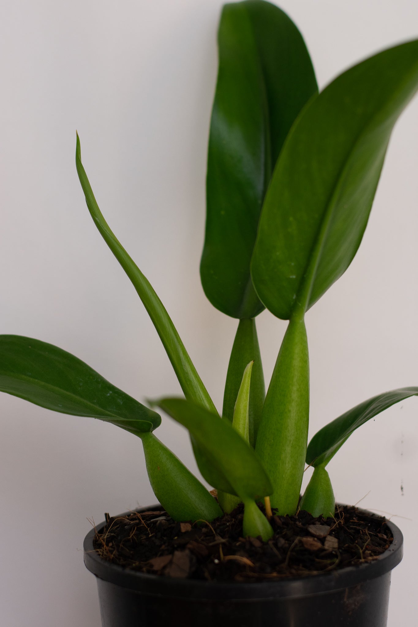 Philodendron Fat Boy