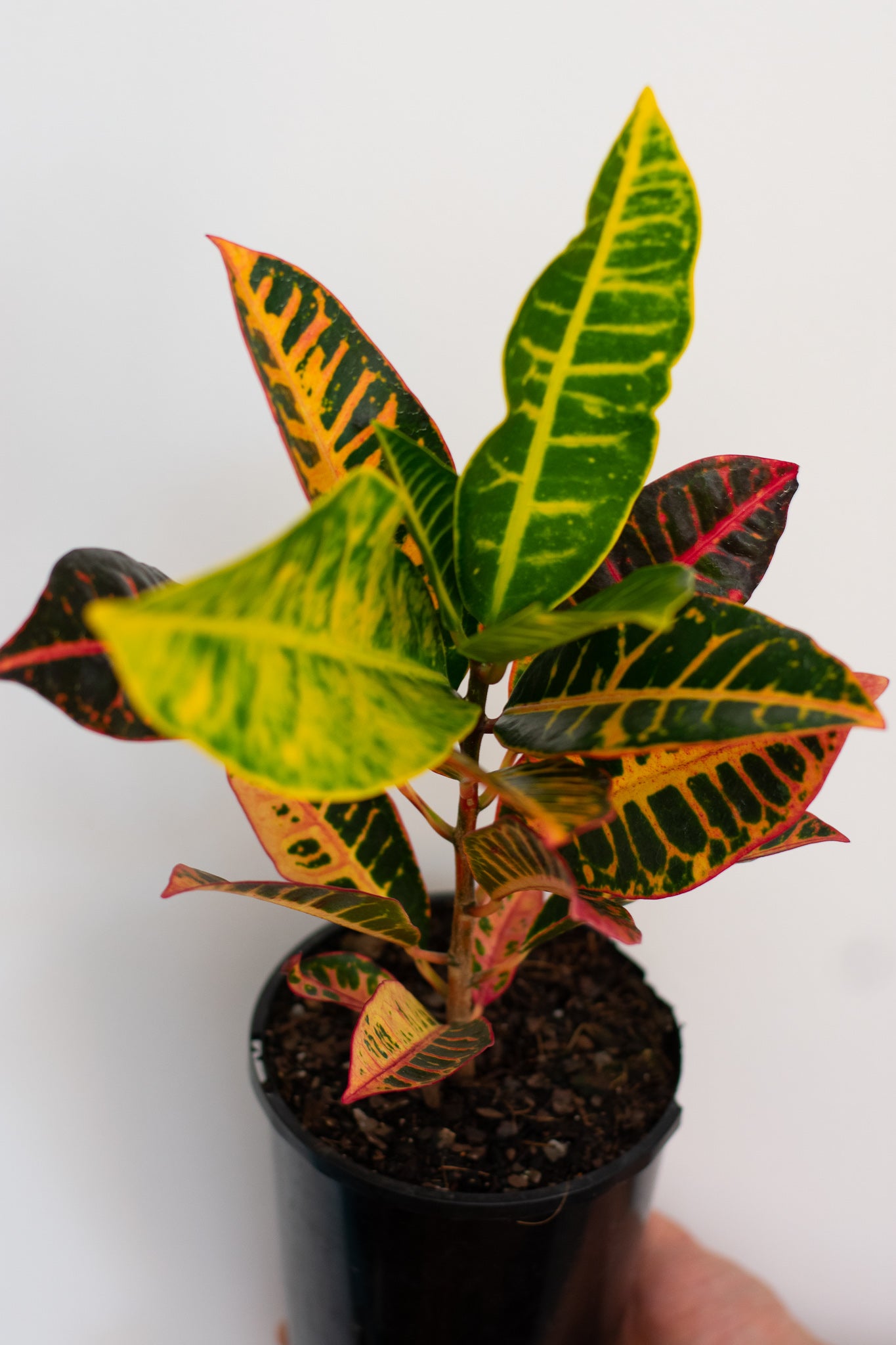 Croton Petra MIXED VARIETY