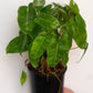 Philodendron Imbe Burle Marx