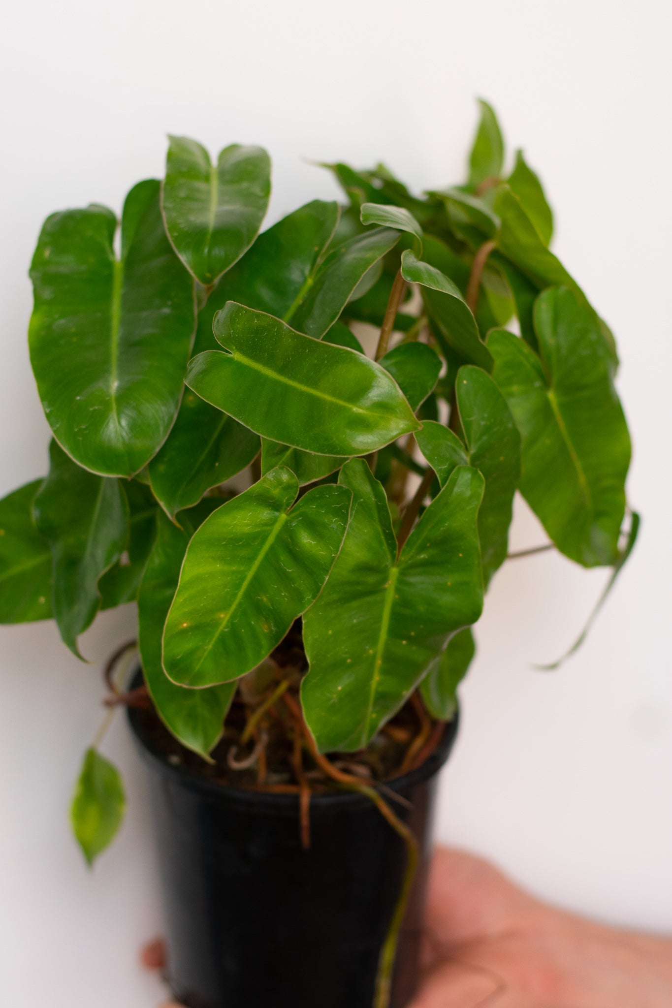 Philodendron Imbe Burle Marx