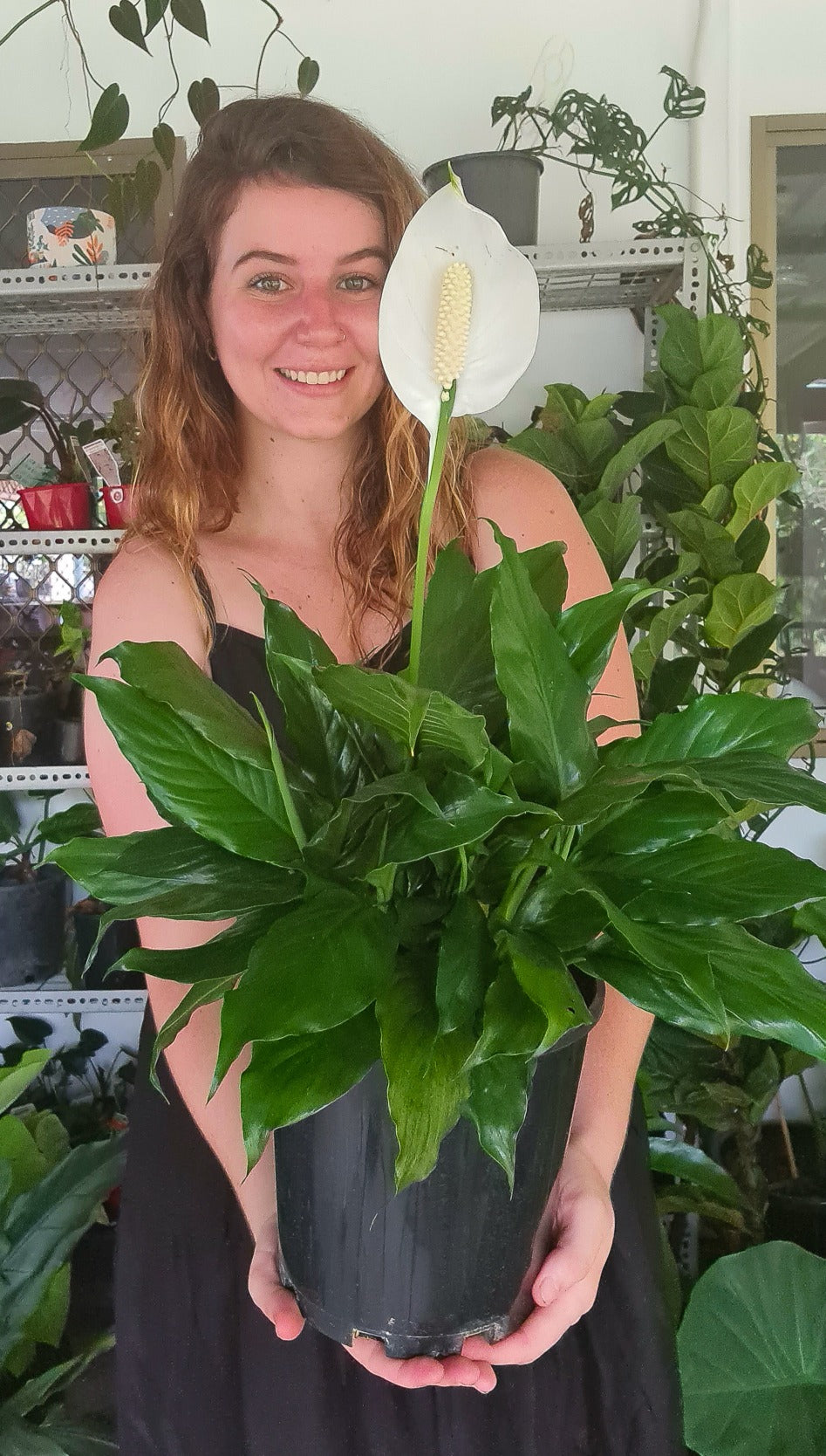 Peace Lily Petities