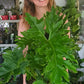 Large Philodendron Hope