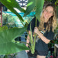 Giant Alocasia Zebrina