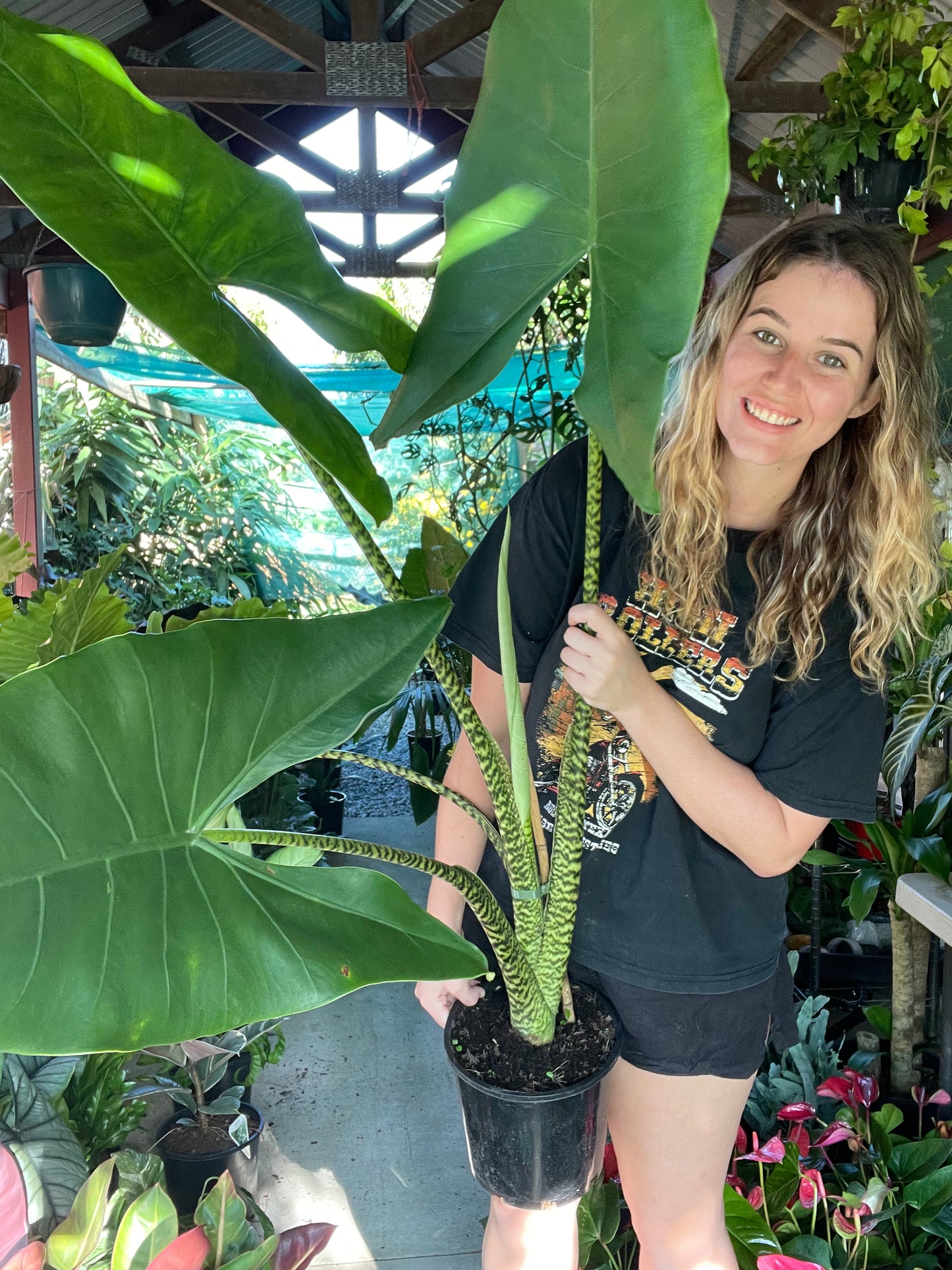 Giant Alocasia Zebrina