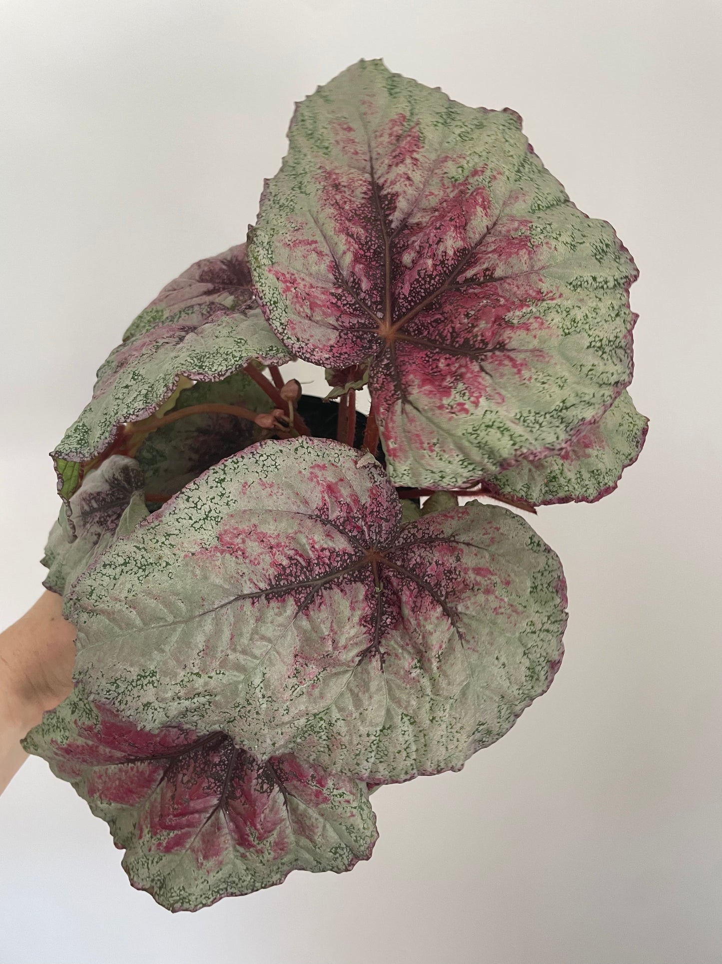 Begonia Plum Paisley