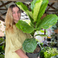 Fiddle Leaf Fig 200mm