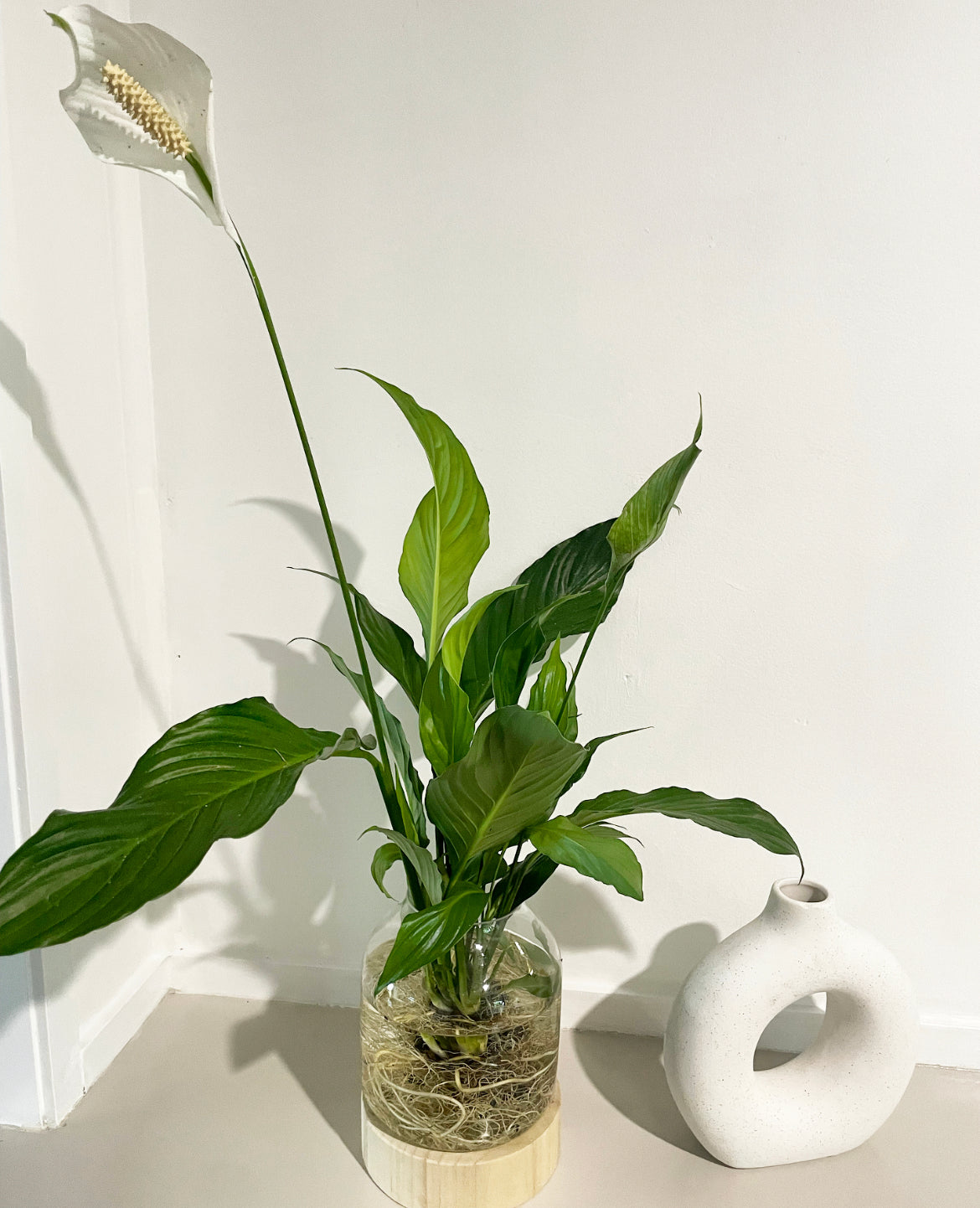 Peace Lily in Glass