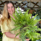 Hong Kong Fern Hanger
