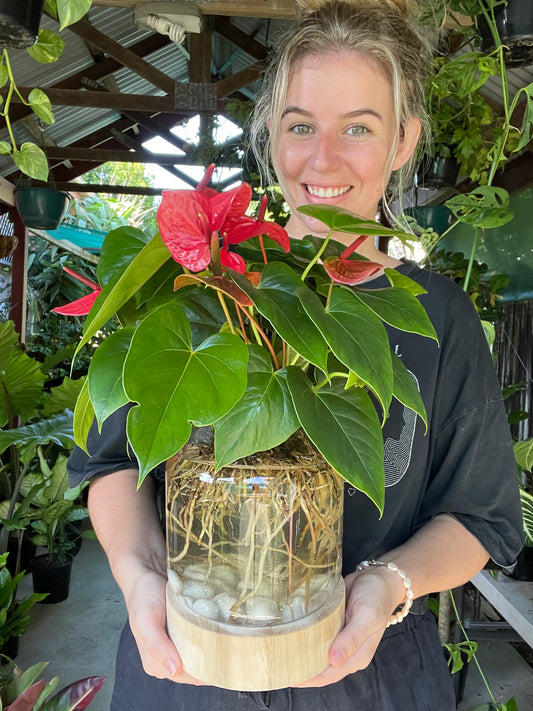 Anthurium Water Glass