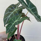 Alocasia Morocco