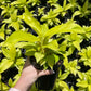 Philodendron Lemon Lime