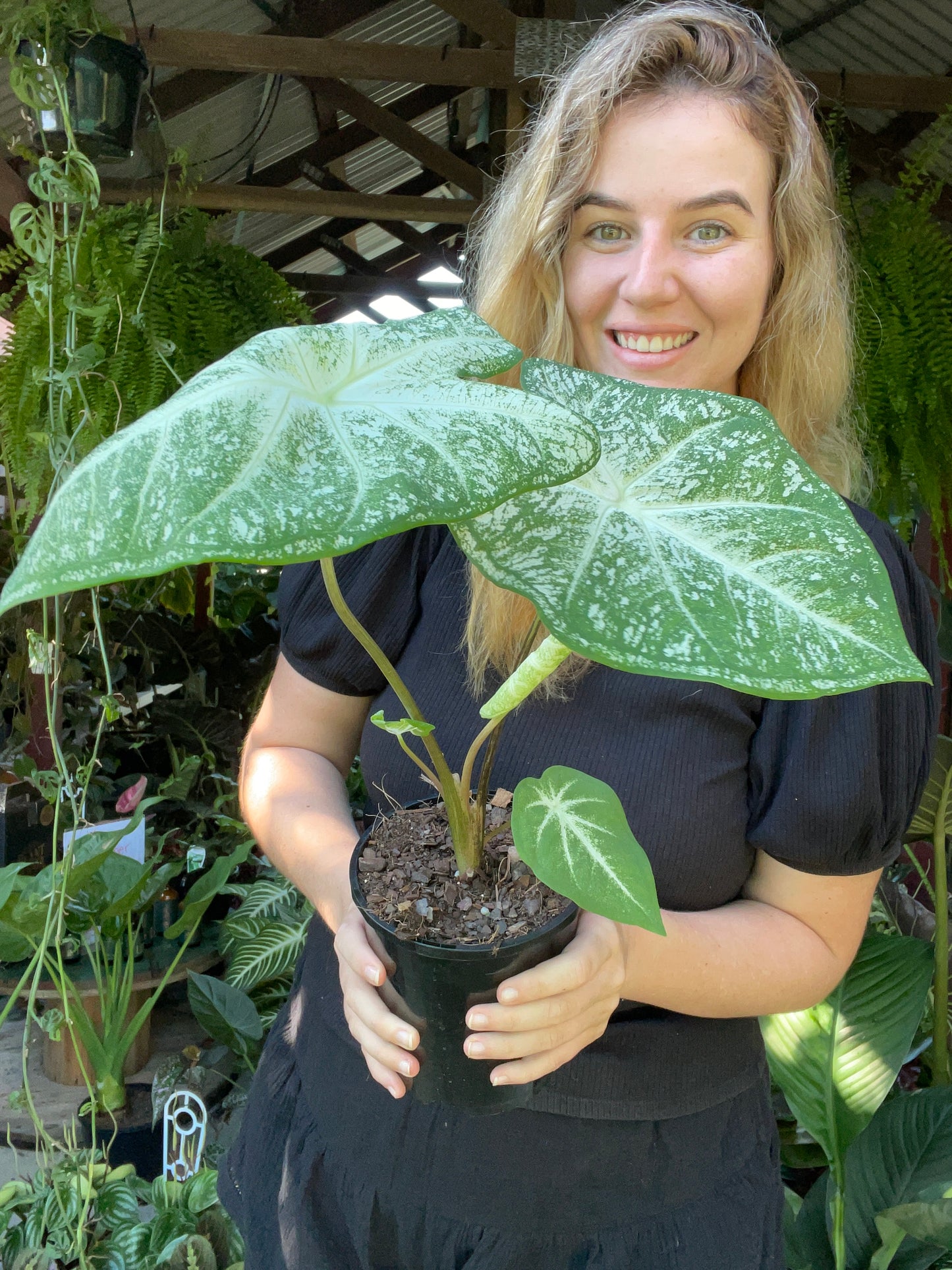 Caladium Moonie