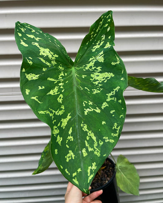 Caladium HiLo Beauty