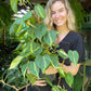Philodendron Brasil Totems