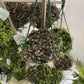 Chain of Hearts Hanging Basket PRE- ORDER