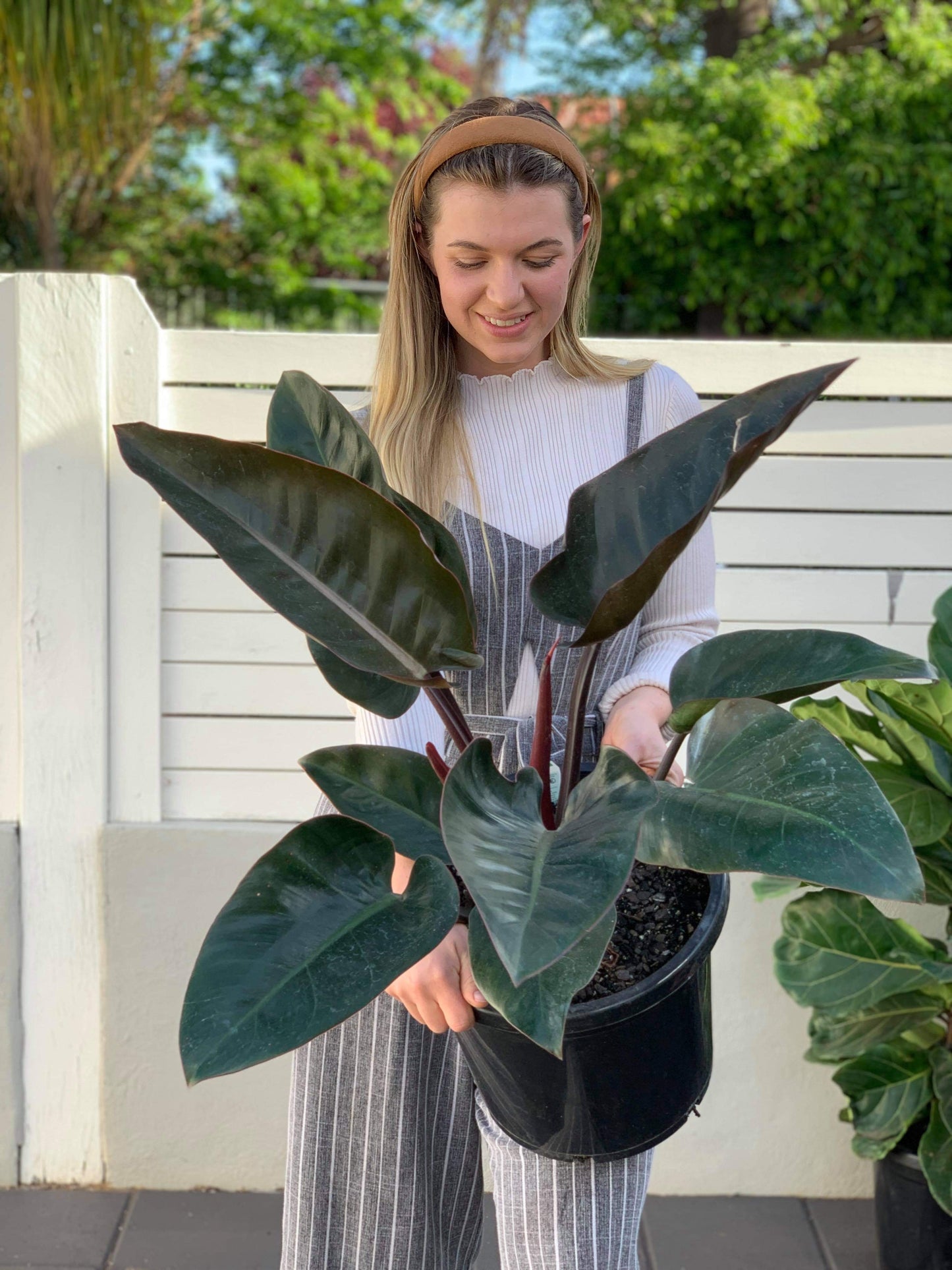 Philodendron Congo - DUBBO ONLY