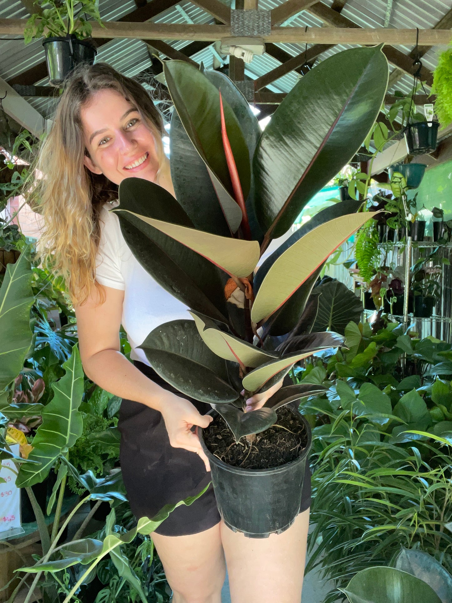 Burgundy Rubber Tree