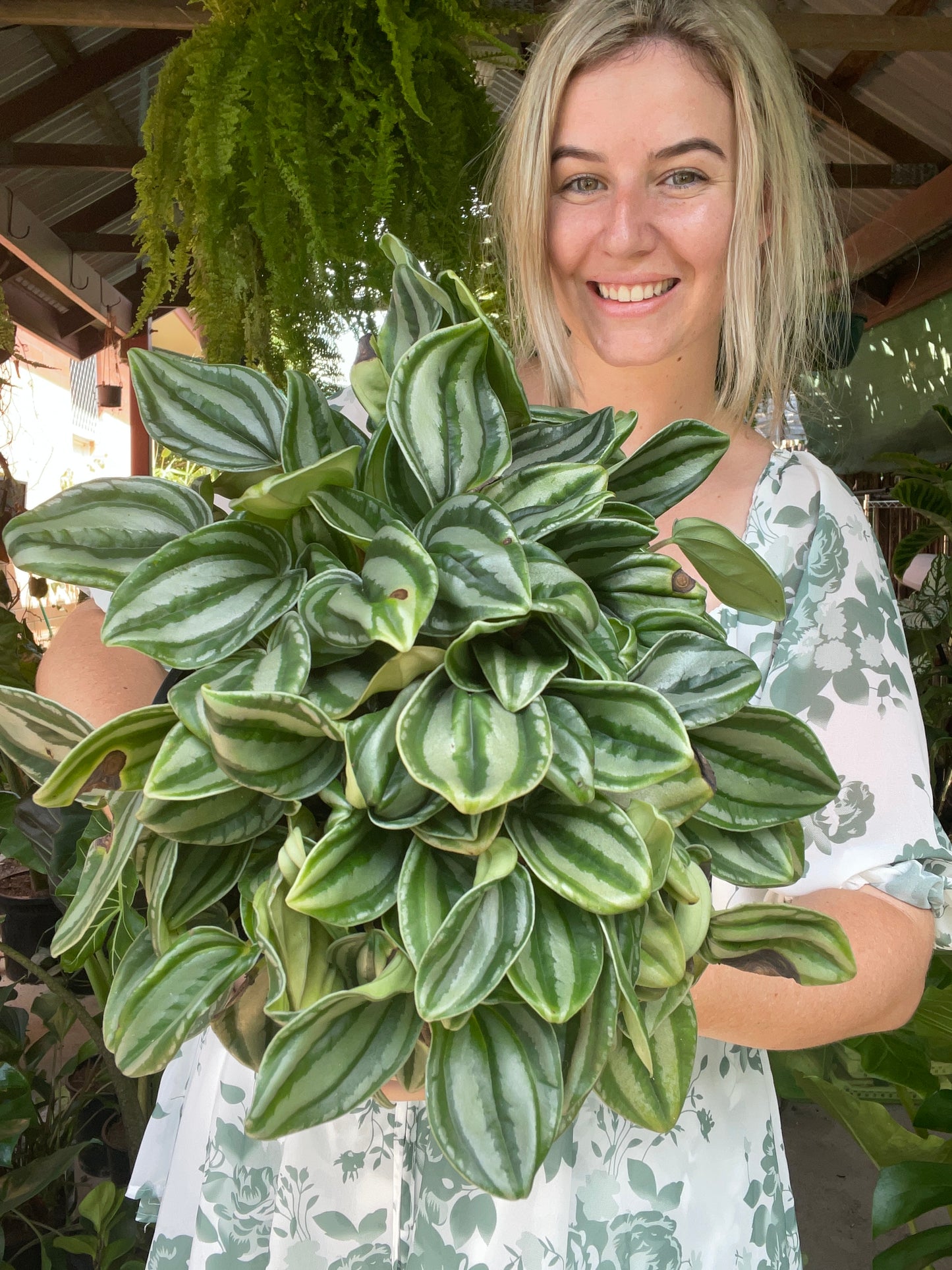 Peperomia Watermelon