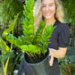 ZZ Plant