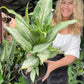 Dieffenbachia Tropical Tiki