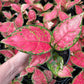 Aglaonema Red Valentine