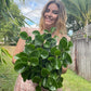 Peperomia Jade