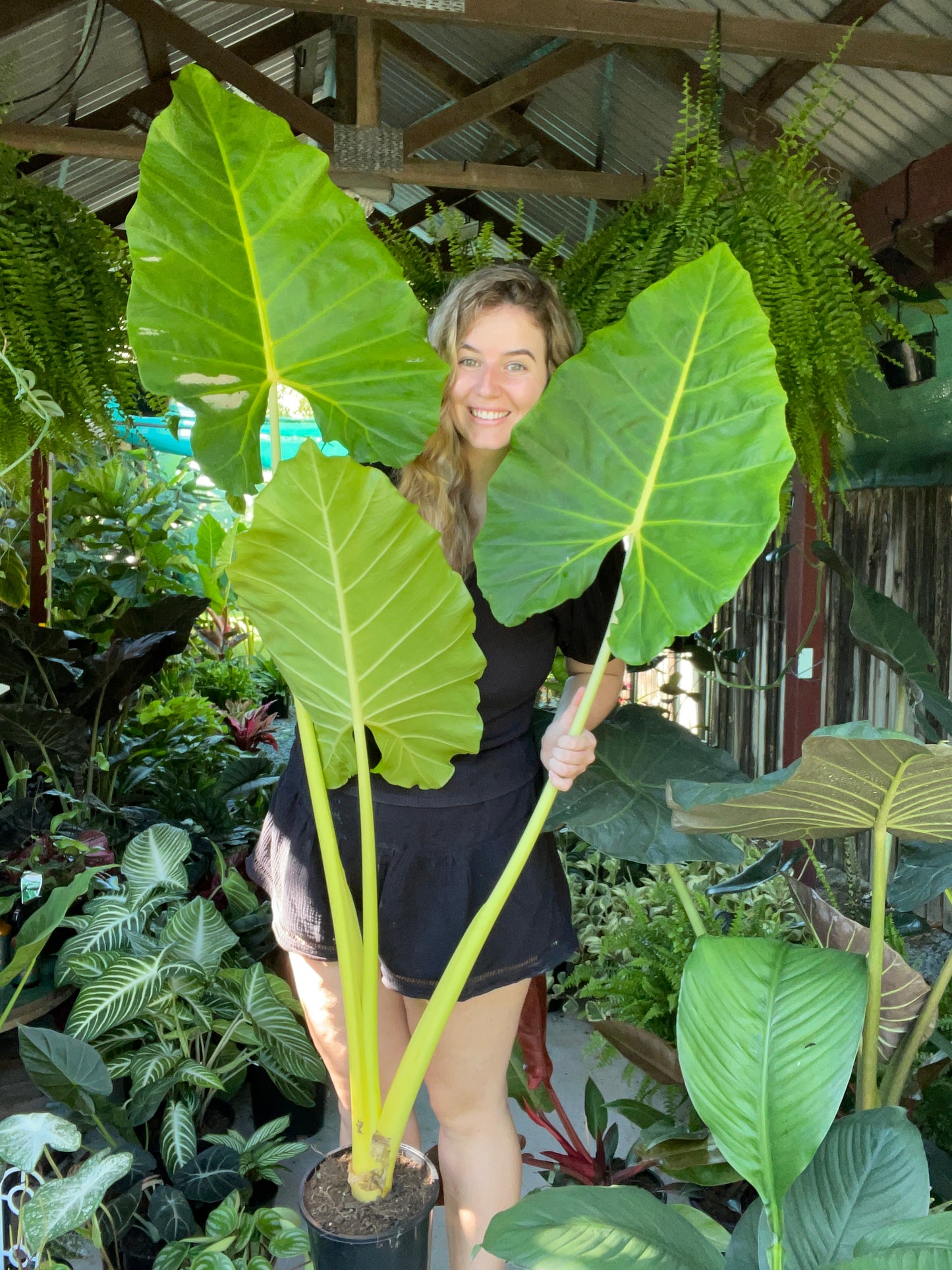 Giant Alocasia Lutea