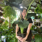 Alocasia Regal Shield Large