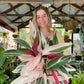 Stromanthe Tricolour