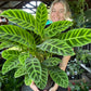 Calathea Zebrina