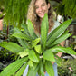Philodendron Lynette