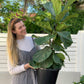 Giant Fiddle Fig- DUBBO ONLY
