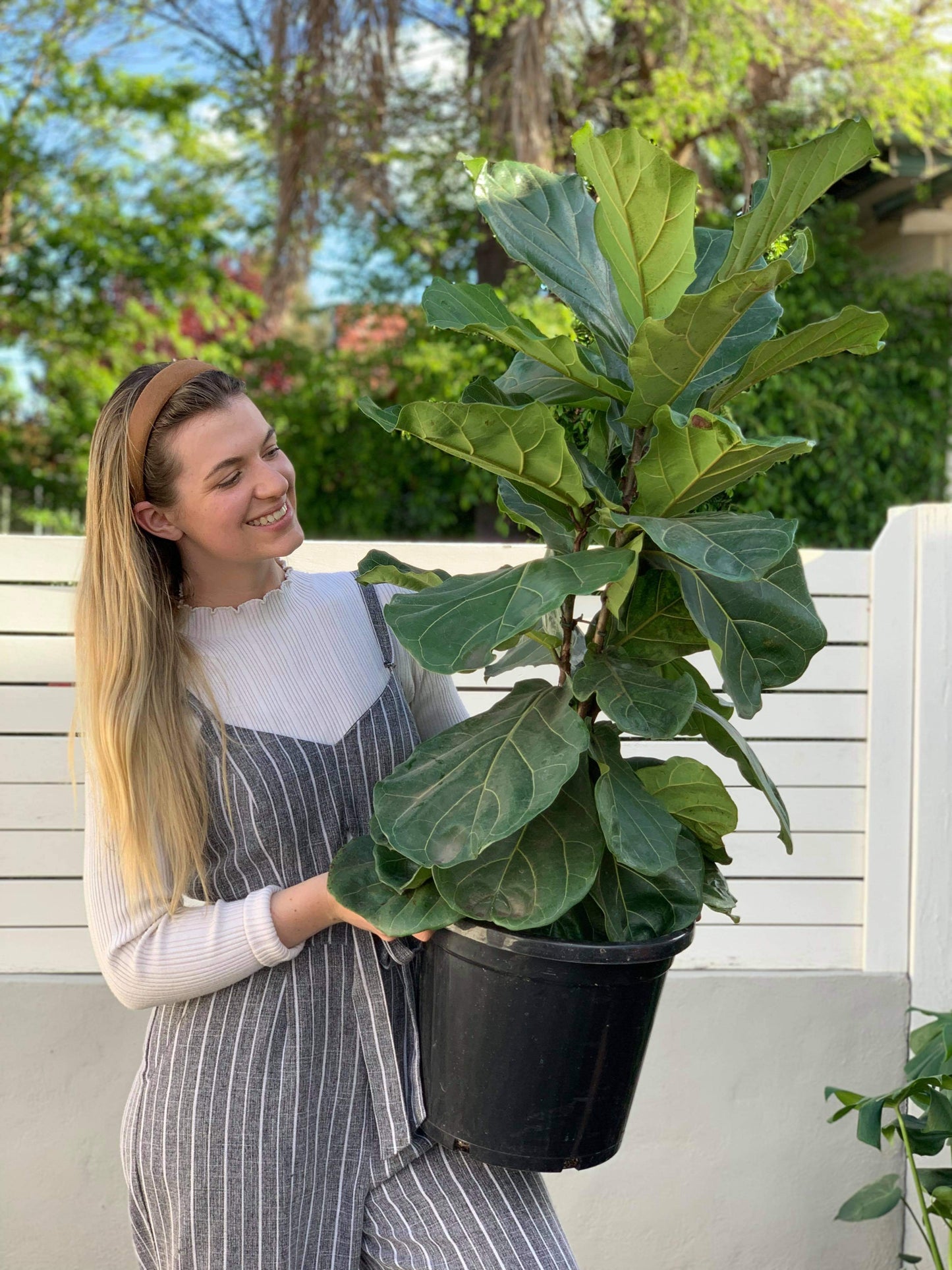 Giant Fiddle Fig- DUBBO ONLY