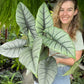 Alocasia Bisma Silver