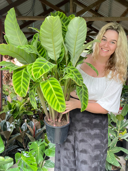 Calathea Zebrina