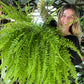 Boston Fern Hanger - Mature