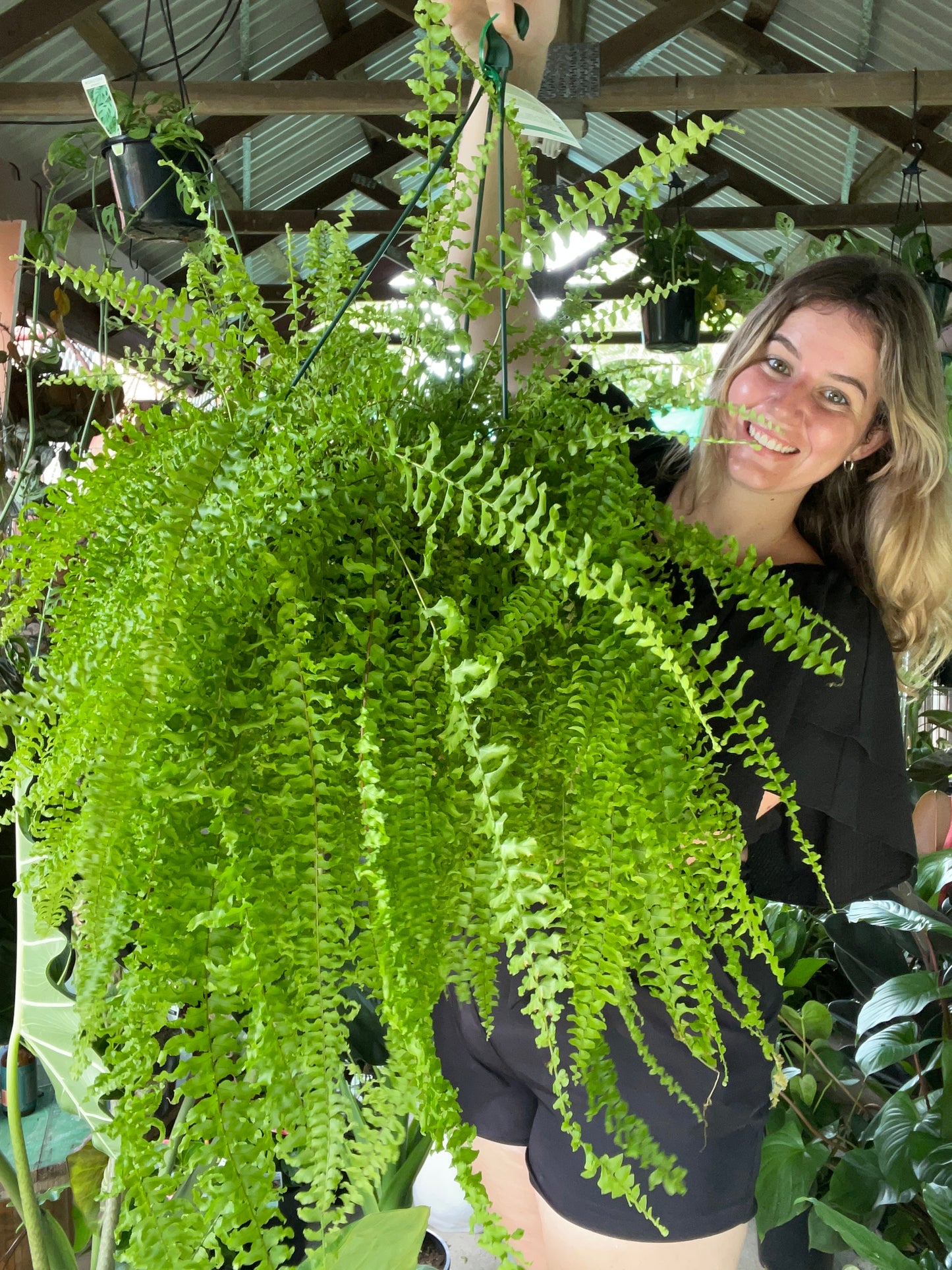 Boston Fern Hanger - Mature