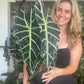 Alocasia Bambino
