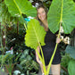 Giant Alocasia Lutea