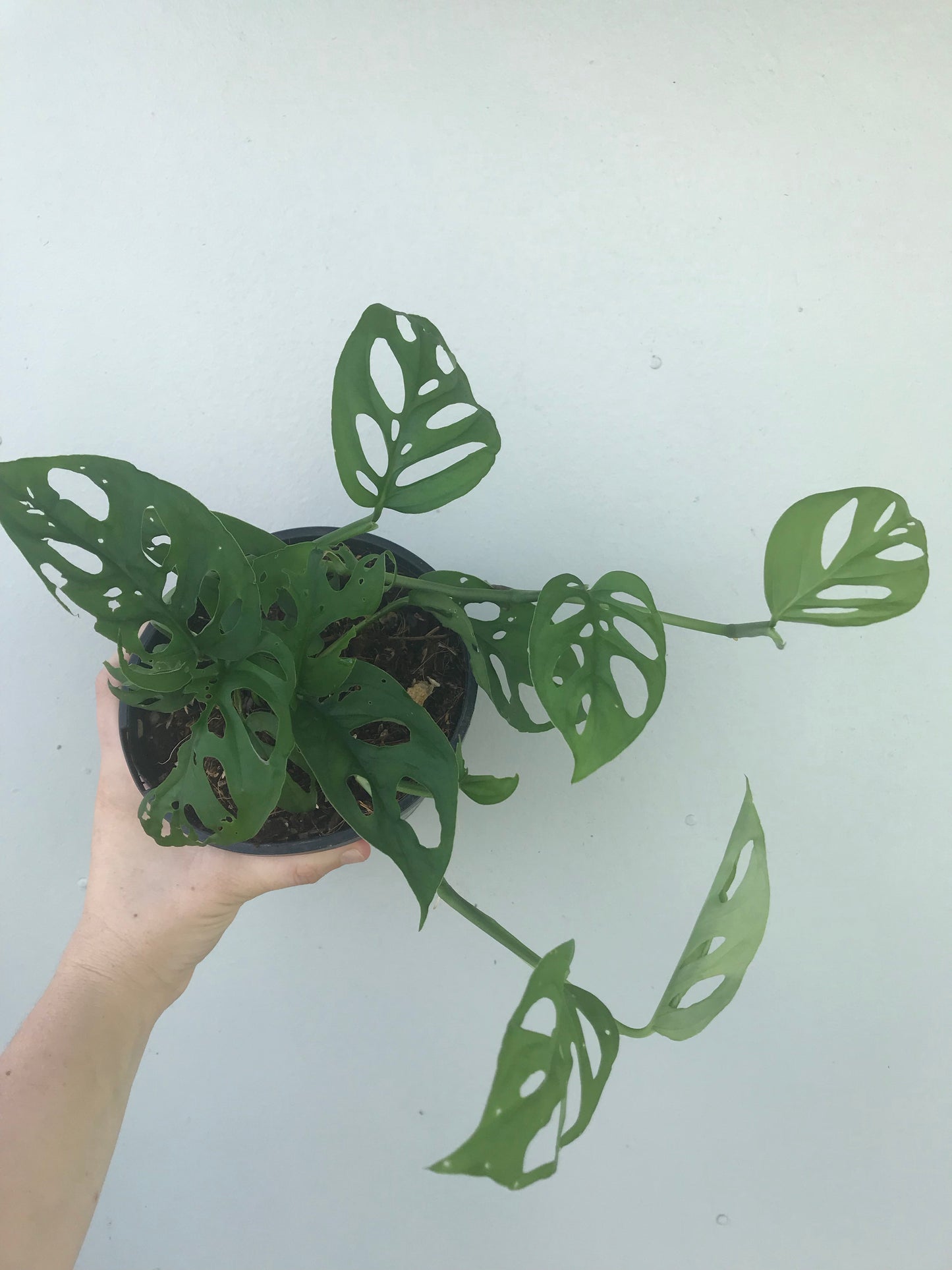 Monstera Adansonii