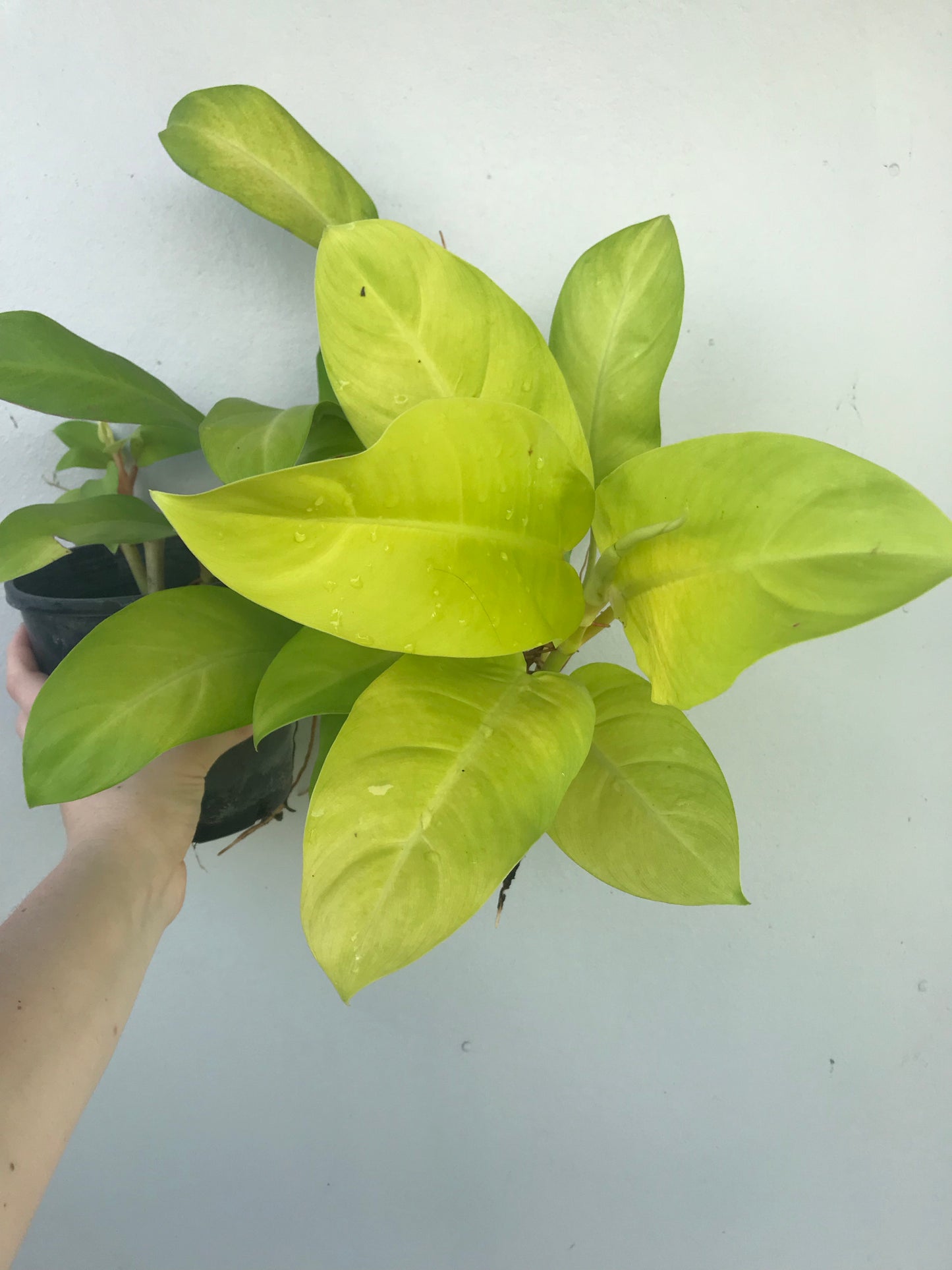 Philodendron Lemon Lime