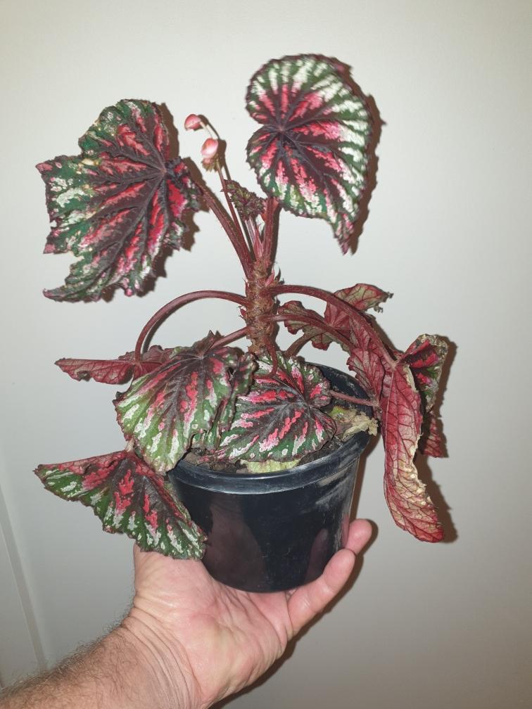 Painters Pallet Begonia - DUBBO ONLY