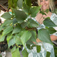 Homalomena Emerald Gem