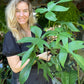 Philodendron Florida