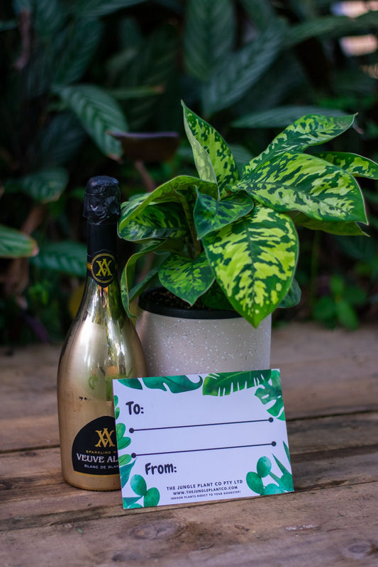 Indoor Pot Plant Gift + Wine