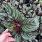 Calathea Pinstripe