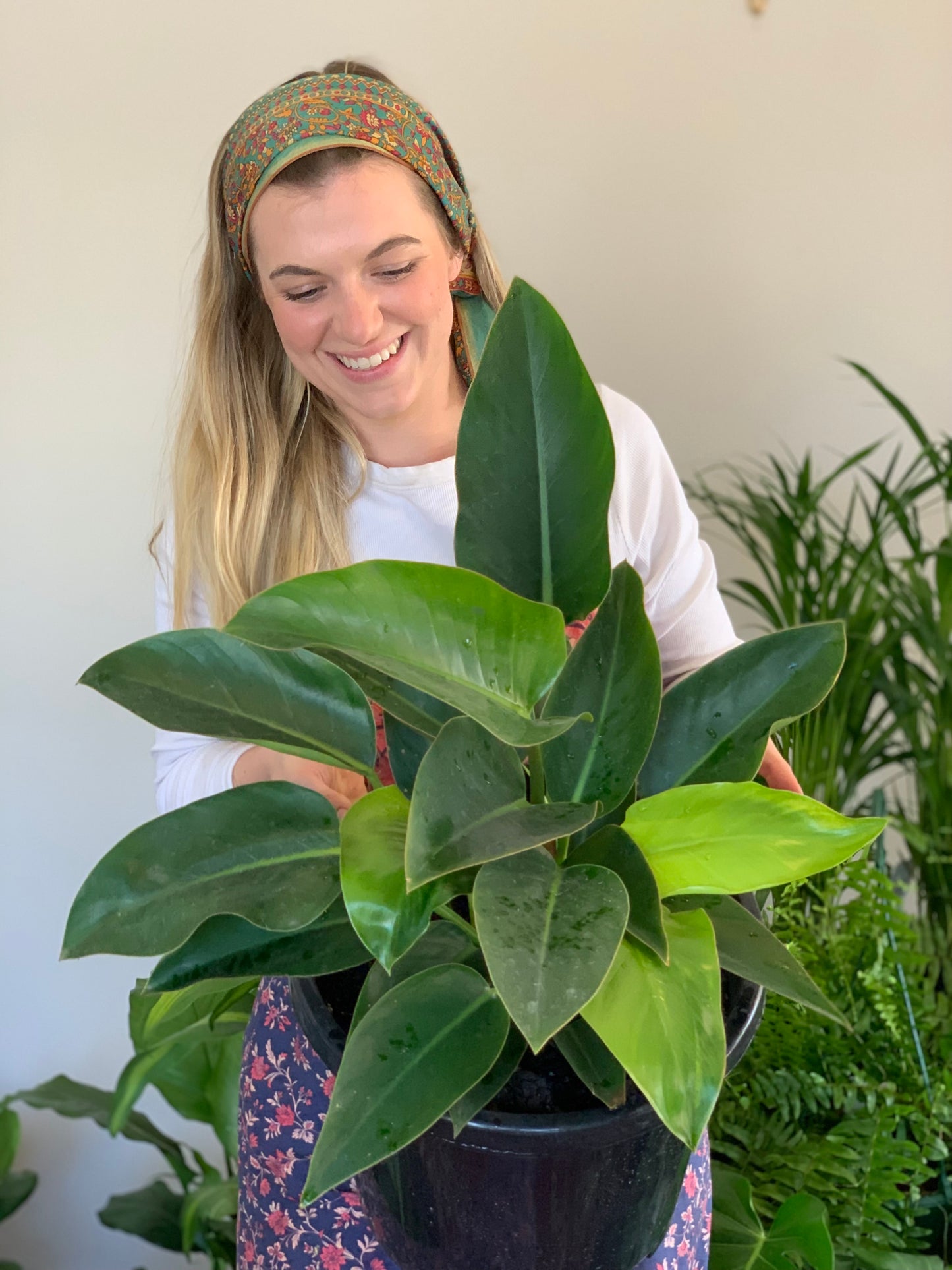 Giant Philodendron Congo